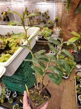 Load image into Gallery viewer, Dendrobium tobaense var. gigantea ~ Large plant
