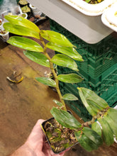 Load image into Gallery viewer, Dendrobium tobaense var. gigantea ~ Large plant
