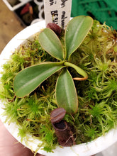 Load image into Gallery viewer, Nepenthes muluensis x lowii BE 3128 ~ Fully established plant in 4&quot; pot
