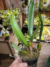 Load image into Gallery viewer, Bulbophyllum Pulled Taffy

