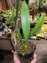 Load image into Gallery viewer, Bulbophyllum Pulled Taffy
