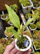 Load image into Gallery viewer, Stanhopea embrei seedling 2&quot; pot
