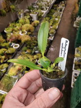Load image into Gallery viewer, Bulbophyllum unitubum seedling 1&quot; pot
