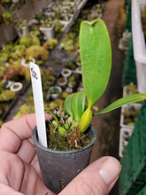 Load image into Gallery viewer, Bulbophyllum unitubum seedling 1&quot; pot
