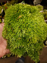 Load image into Gallery viewer, Live skirt moss 3&quot; x 3&quot; square. Nice epiphytic moss for orchids and terrariums!
