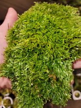 Load image into Gallery viewer, Live skirt moss 3&quot; x 3&quot; square. Nice epiphytic moss for orchids and terrariums!
