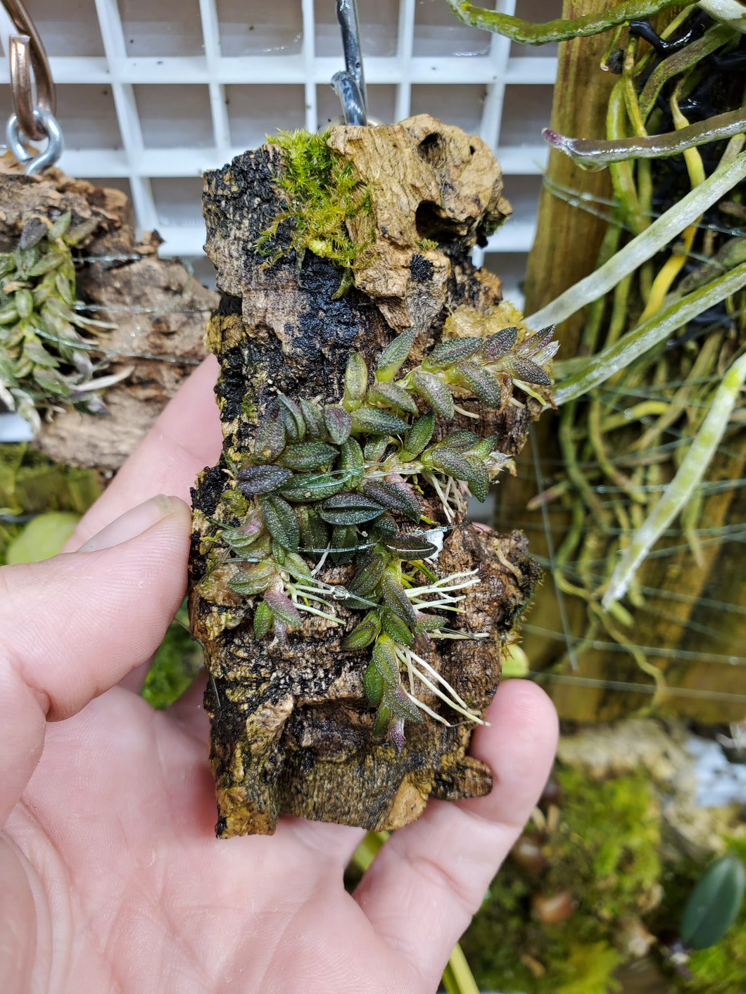 Dendrobium toreasae - Medium Size Mounted Plant