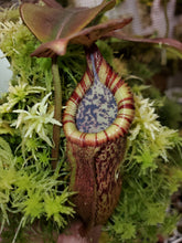 Load image into Gallery viewer, Nepenthes burbidgeae x edwardsiana AW - 4&quot; Pot - Exact plant shown in pictures 2-4
