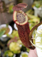 Load image into Gallery viewer, Nepenthes burbidgeae x edwardsiana AW - 4&quot; Pot - Exact plant shown in pictures 2-4
