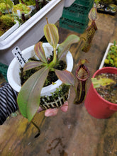Load image into Gallery viewer, Nepenthes platychila x mollis seed grown!  Overgrowing its 4&quot; pot! Exact plant pictured!
