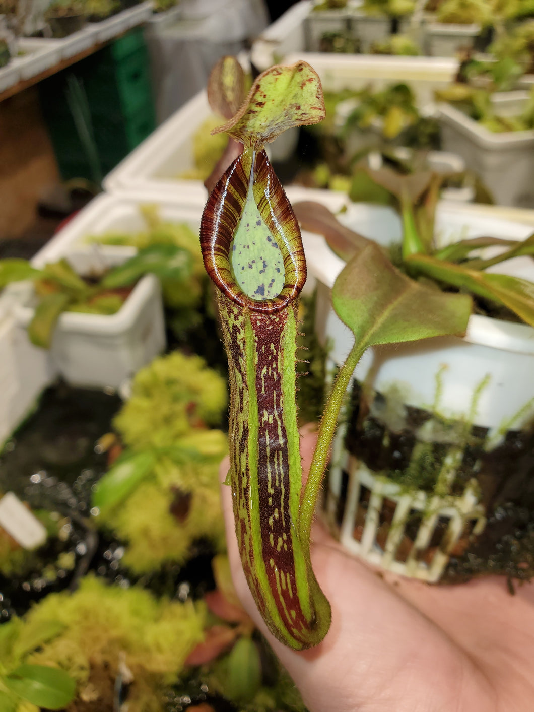 Nepenthes platychila x mollis seed grown!  Overgrowing its 4