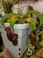Load image into Gallery viewer, Nepenthes x Trusmadiensis XL plant in 5&quot; hydrofarm pot!
