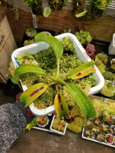 Load image into Gallery viewer, Nepenthes x Trusmadiensis XL plant in 5&quot; hydrofarm pot!
