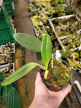 Load image into Gallery viewer, Bulbophyllum tricanaliferum! VERY RARE! Exact bloom size plant pictured!
