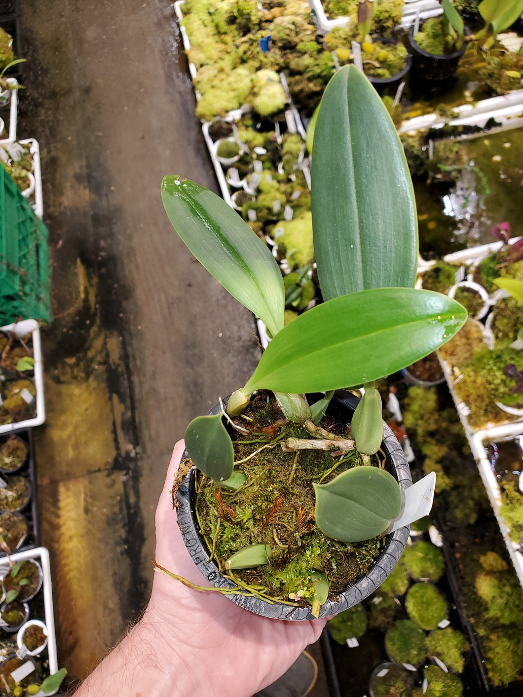 Bulbophyllum tricanaliferum! VERY RARE! Exact bloom size plant pictured!