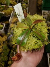 Load image into Gallery viewer, Nepenthes mollis Seed Grown Medium 3&quot; pot size! Exact plant shown.
