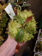 Load image into Gallery viewer, Nepenthes mollis Seed Grown Medium 3&quot; pot size! Exact plant shown.
