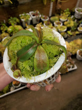 Load image into Gallery viewer, Nepenthes mollis AW 4&quot; pot size! Exact plant pictured!
