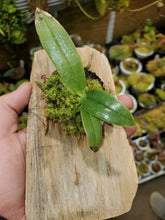 Load image into Gallery viewer, Diaphananthe pellucida - Nice established plant!
