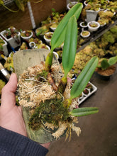 Load image into Gallery viewer, Bulbophyllum santosii! Beautiful white crystalline flowers. Mounted lead division!
