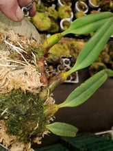 Load image into Gallery viewer, Bulbophyllum santosii! Beautiful white crystalline flowers. Mounted lead division!
