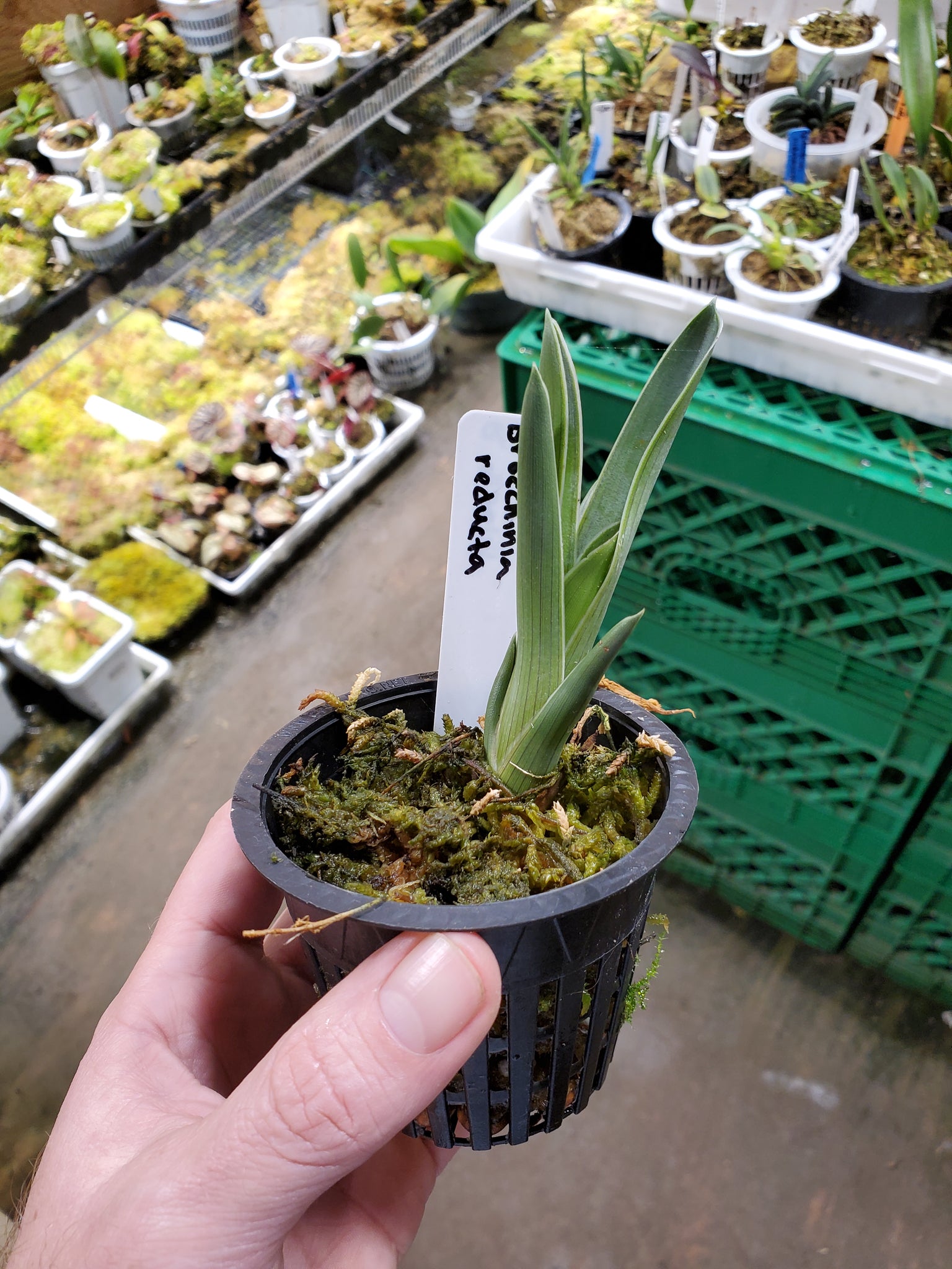 Brocchinia reducta ~ Established plant 3