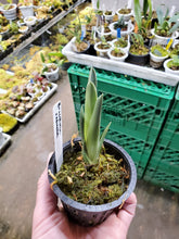 Load image into Gallery viewer, Brocchinia reducta ~  Established plant 3&quot; pot Rare carnivorous bromeliad!
