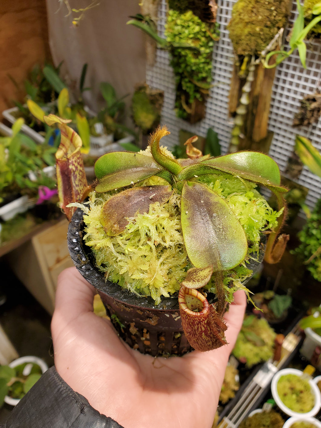 Nepenthes mollis AW! Large healthy established plant 3.75