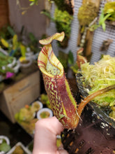 Load image into Gallery viewer, Nepenthes mollis AW! Large healthy established plant 3.75&quot; pot!
