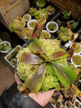 Load image into Gallery viewer, Nepenthes mollis AW! Large healthy established plant 3.75&quot; pot!
