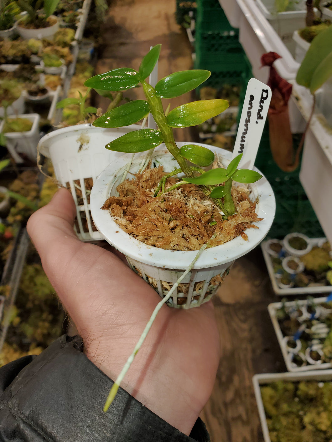 Dendrobium anosmum! Extremely fragrant wonder species 3