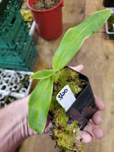 Load image into Gallery viewer, Phragmipedium besseae! Near bloom sized plants!
