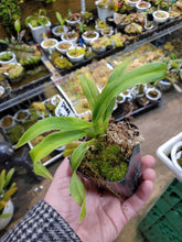 Load image into Gallery viewer, Phragmepedium lindleyanum x andreettae! Amazing new hybrid! Plants grown in house!

