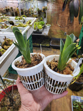 Load image into Gallery viewer, Brocchina reducta! Rare carnivorous bromeliad! Lg rooted plant in 4&quot; pot
