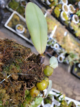 Load image into Gallery viewer, Bulbophyllum macrobulbon! Giant species! Exact mounted plant!
