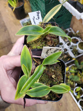 Load image into Gallery viewer, Phragmepedium dalessandroi! Rare and wonderful species!
