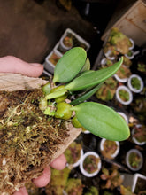 Load image into Gallery viewer, Bulbophyllum tingabarinum yellow form mounted plant! Wonderful easy and rewarding species!
