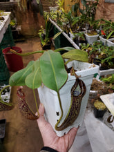 Load image into Gallery viewer, Nepenthes plattychila x mollis AW! XL Specimen pictured in 5&quot; pot!
