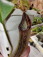 Load image into Gallery viewer, Nepenthes plattychila x mollis AW! XL Specimen pictured in 5&quot; pot!
