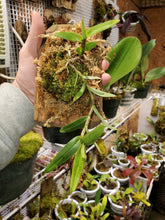 Load image into Gallery viewer, Dendrobium oliviaceum Near Bloom Size! Very Rare and slow growing species!
