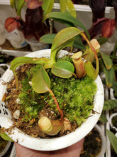 Load image into Gallery viewer, Nepenthes villosa x veitchii SEED GROWN BE4016 Large Plant 4&quot;Pot! Specimen#7
