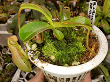 Load image into Gallery viewer, Nepenthes villosa x veitchii SEED GROWN BE4016 Large Plant 4&quot;Pot! Specimen#7
