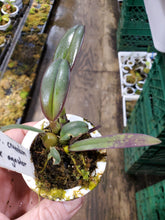 Load image into Gallery viewer, Bulbophyllum cruentum x agastor! Small plant 2&quot; pot!
