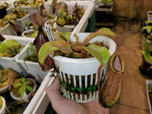 Load image into Gallery viewer, Nepenthes robcantleyi x hamata Tambusisi! Large established basal in 4&quot; pot!
