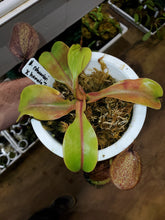 Load image into Gallery viewer, Nepenthes robcantleyi x hamata Tambusisi! Large established basal in 4&quot; pot!
