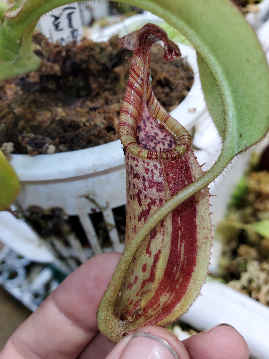 Nepenthes (burbigeae x veitchii) x mollis AW SG Large Plant 4