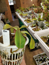 Load image into Gallery viewer, Nepenthes (burbigeae x veitchii) x mollis AW SG Large Plant 4&quot; pot!
