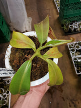 Load image into Gallery viewer, Nepenthes (burbigeae x veitchii) x mollis AW SG Large Plant 4&quot; pot!
