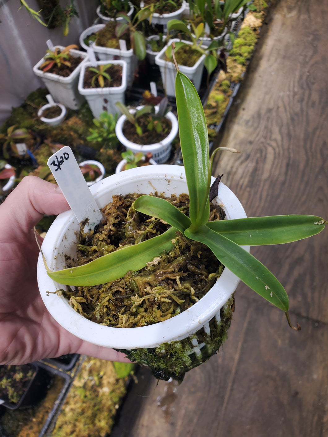 Nepenthes aristolochiodes x pitopangii!!! Extremely rare hybrid! Basal from seed grown plant!