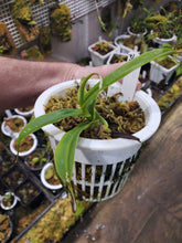 Load image into Gallery viewer, Nepenthes aristolochiodes x pitopangii!!! Extremely rare hybrid! Basal from seed grown plant!
